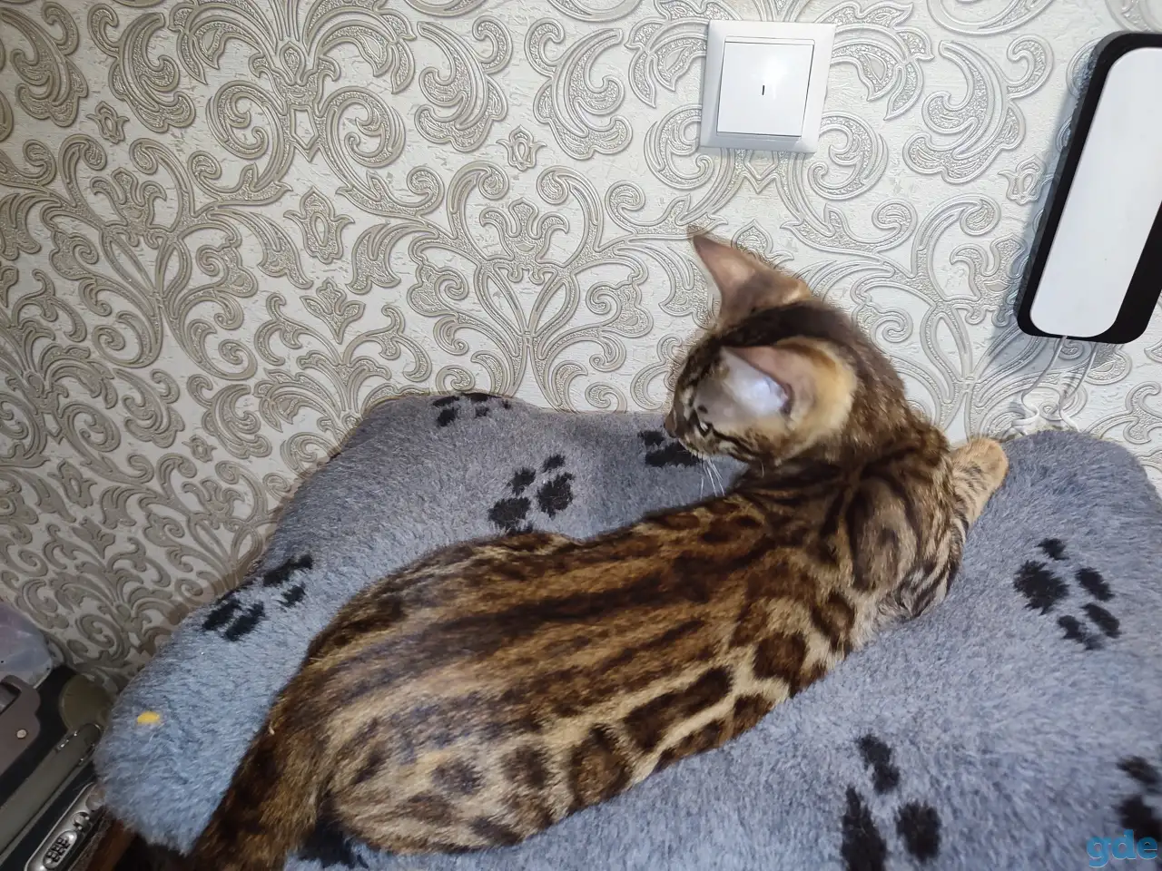 Бенгальские котята, фотография 2