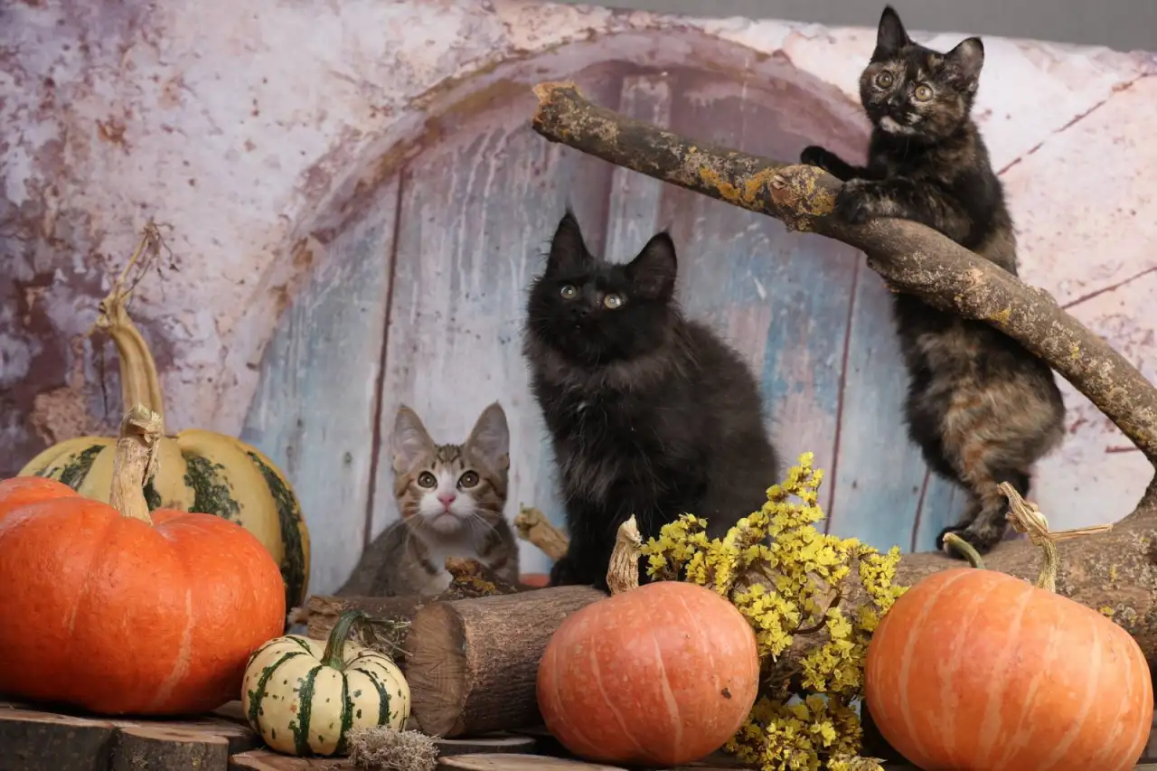 Котята курильского бобтейла, фотография 1