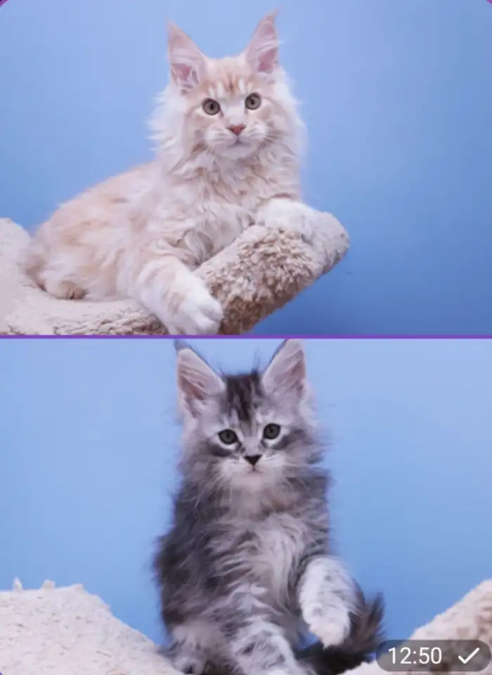 Котята, фотография 1