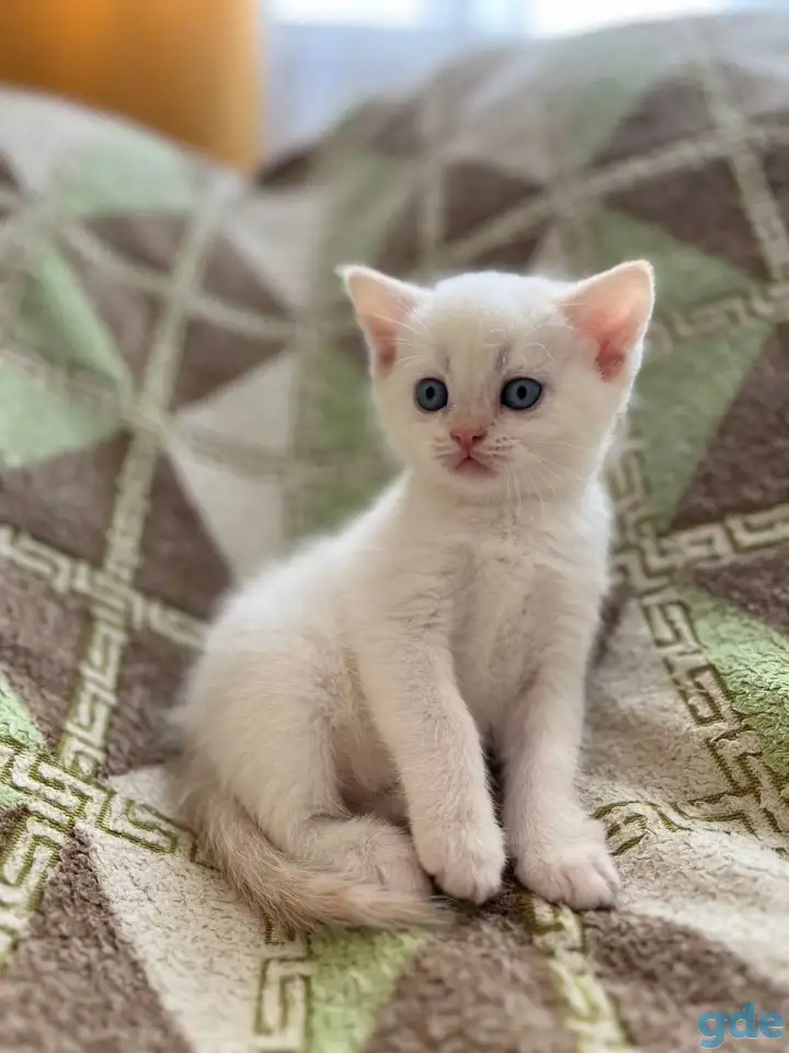 Шотландские котята, фотография 4