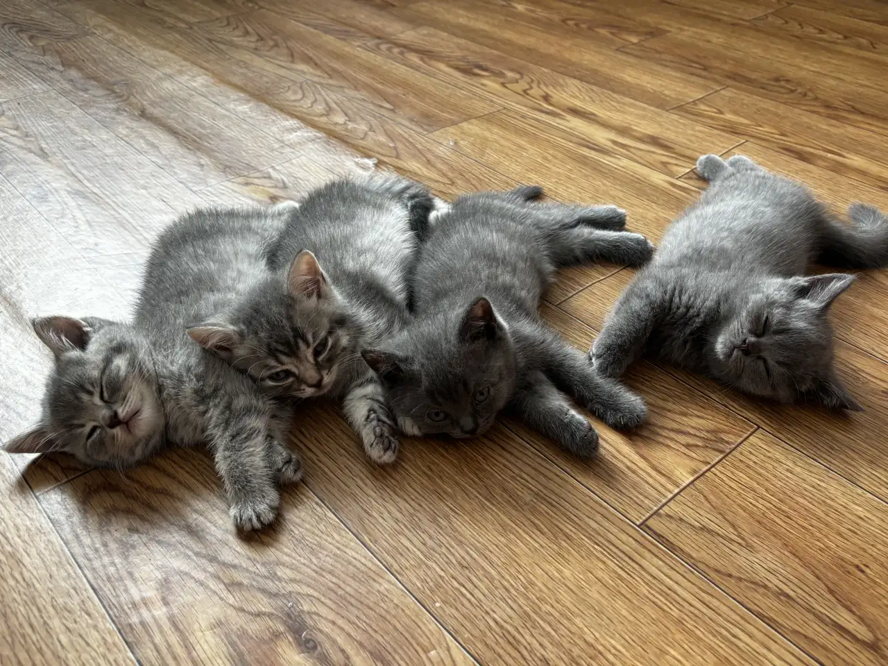 Котята шотландские, фотография 11