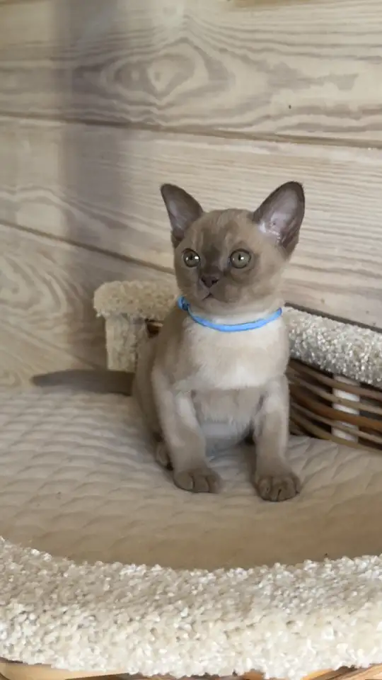 Котята Европейской бурмы, фотография 2