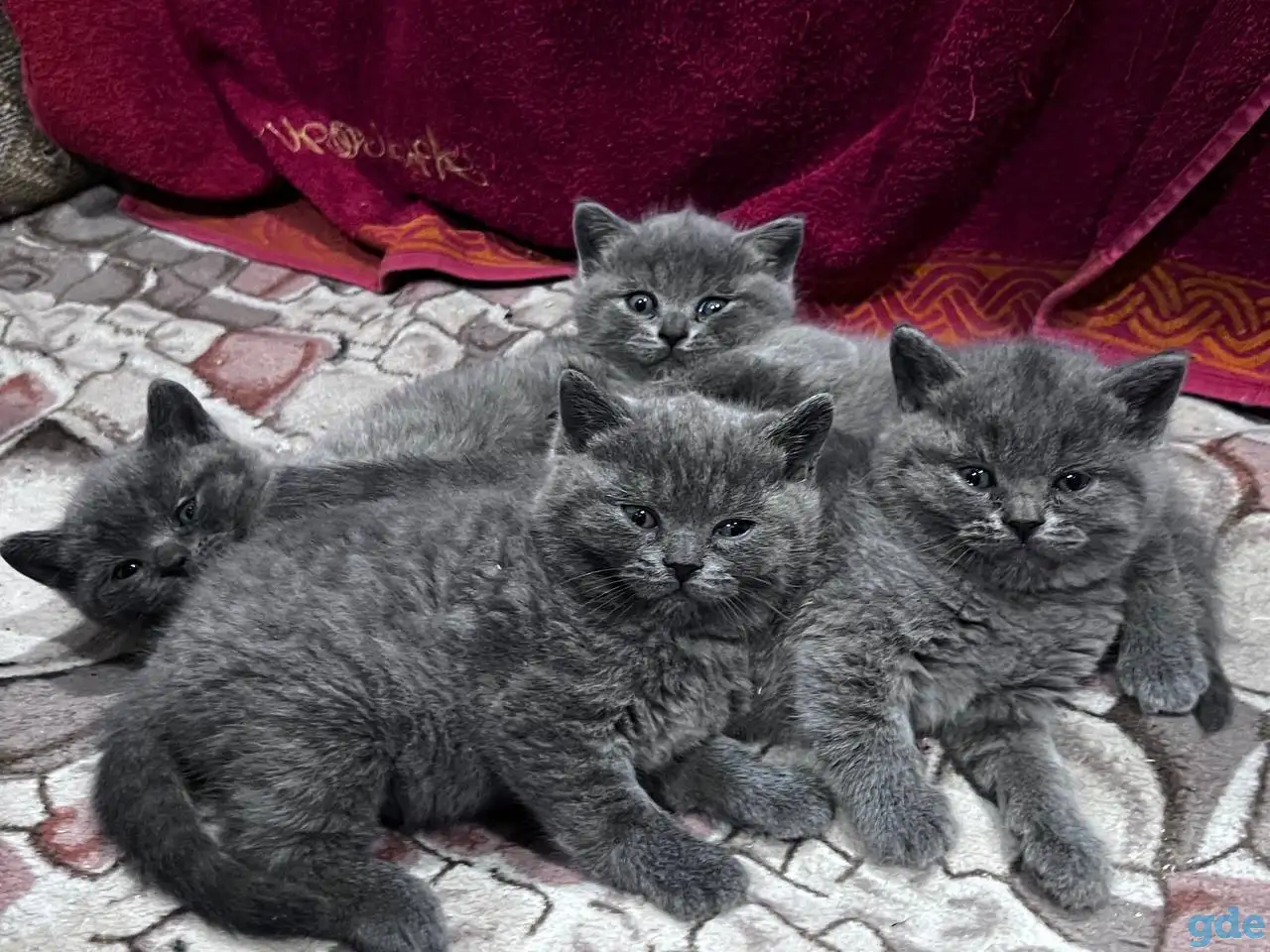 Британски чистокровные котята, фотография 3