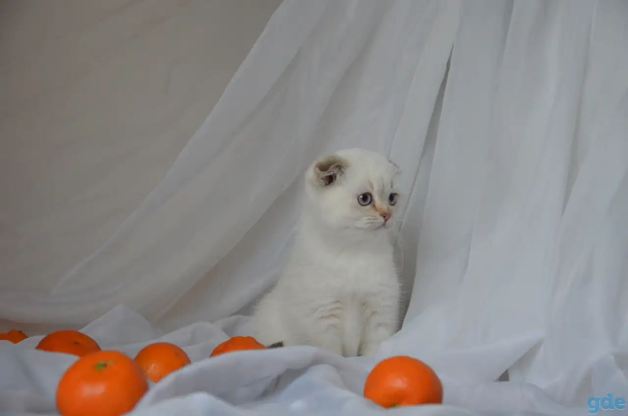 Шотландские котята, фотография 2