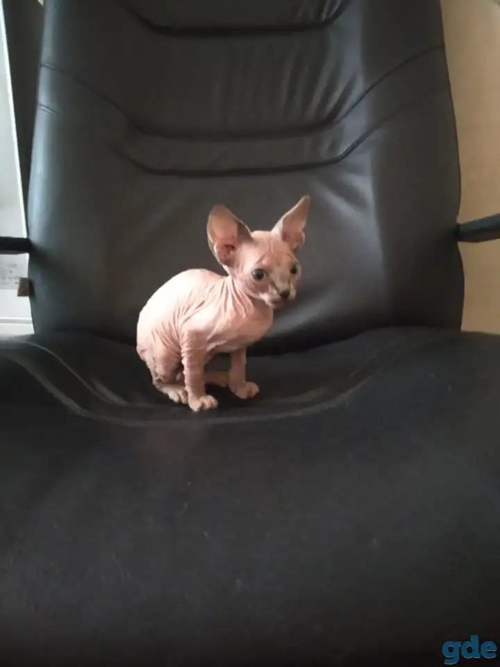 Канадский сфинкс котята, фотография 3