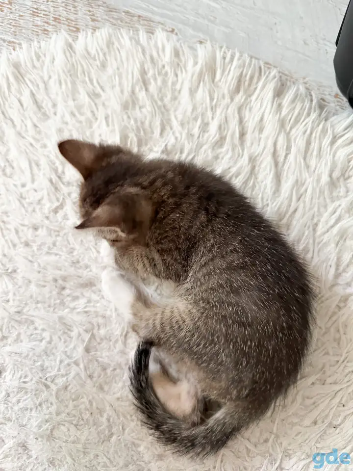 Котёнок, фотография 5