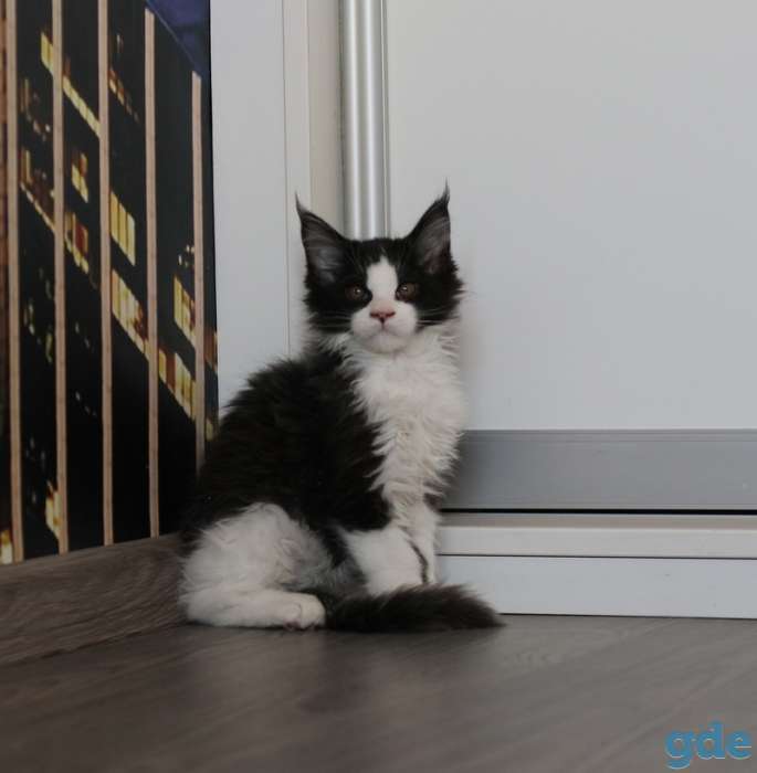 котята мэйн-кун, фотография 9