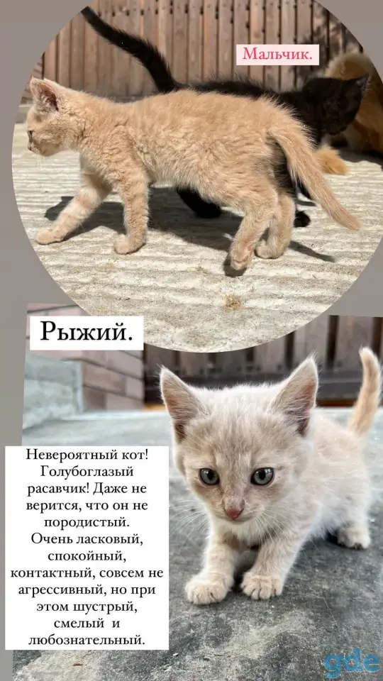 Котёнок (1 мес) в дар, фотография 6