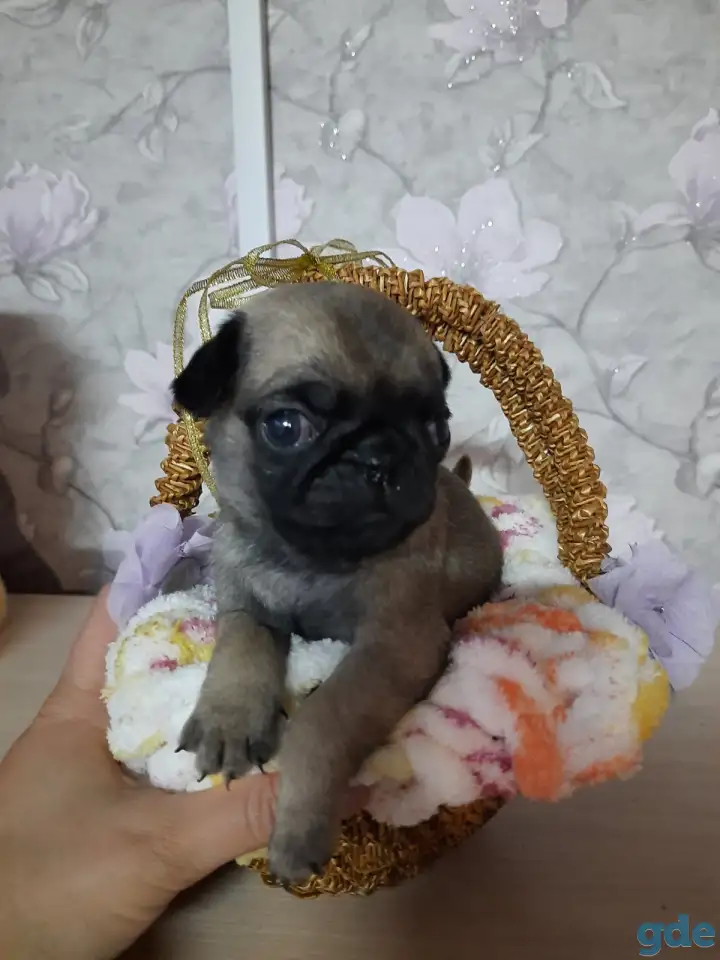 Продаются щенки мопса, фотография 4