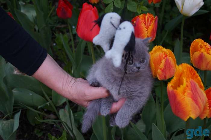 Британская кошечка, фотография 2