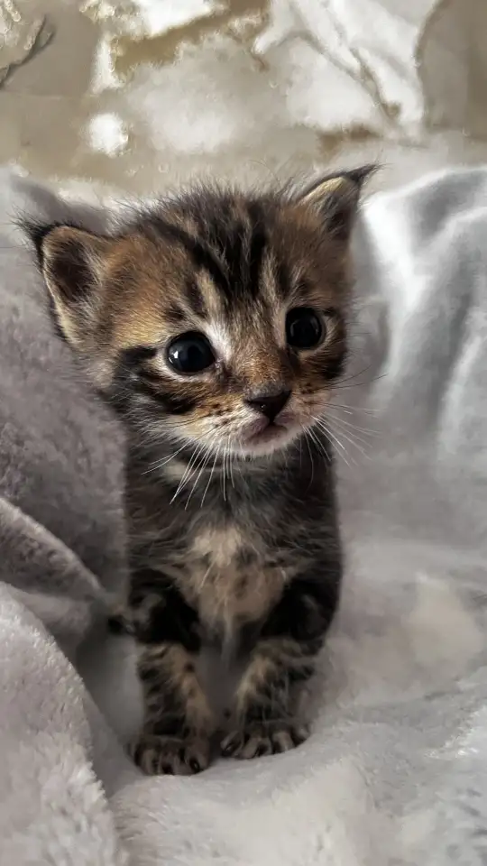 Котята помесь папа Мейн-Кун мама Шотландская скоттиш-страйт, фотография 9