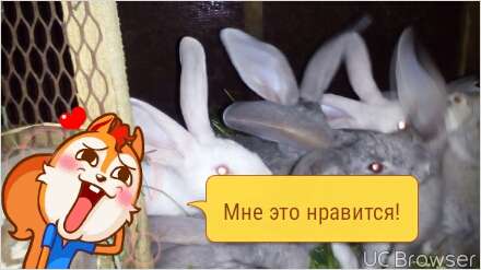 кролики Бельгийский Великан, фотография 3