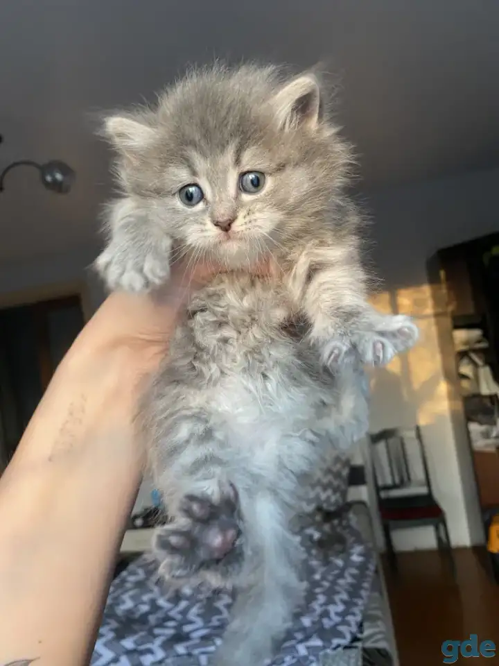Котята шотландские, фотография 1
