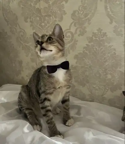 КОТЕНОК, фотография 1