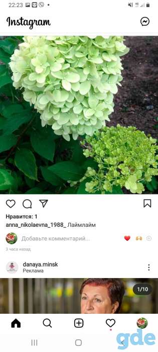 Саженцы клубники по технологии фриго, фотография 5