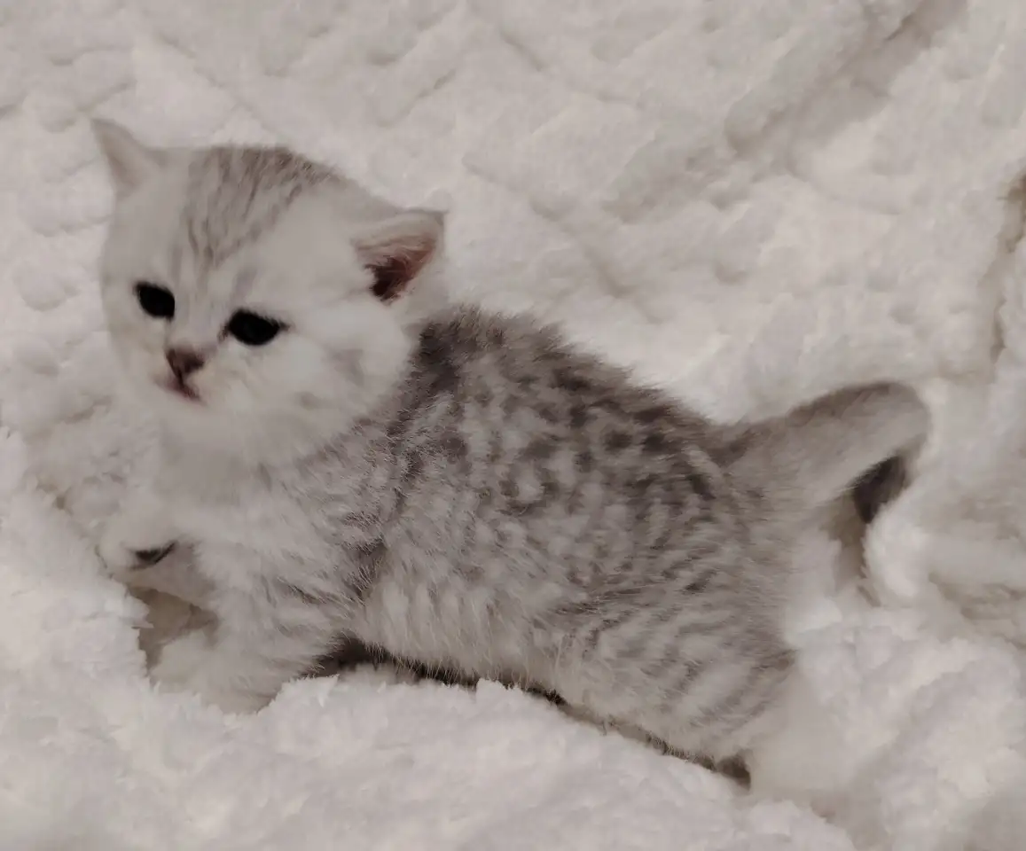 Шотландские котята., фотография 4