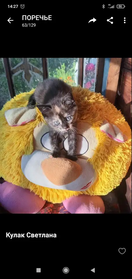 Отдам красивых  котят в хорошие руки, фотография 2