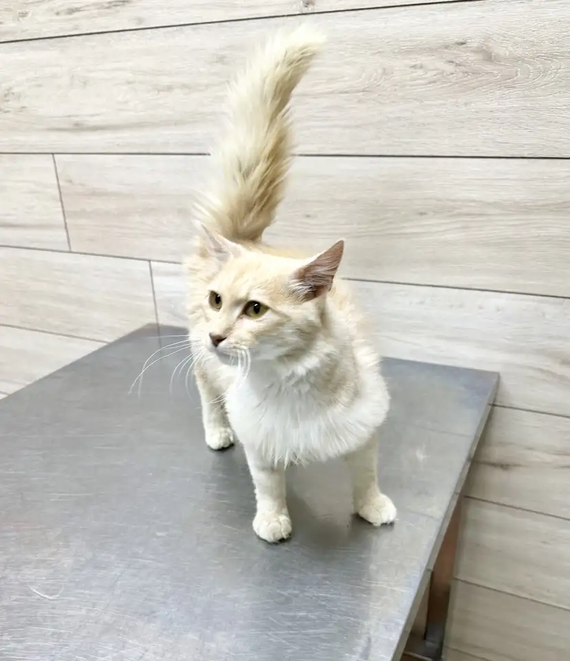 Мозырь. Котик Беня ищет ответственных и заботливых хозяев!, фотография 3