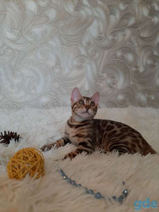 Бенгальские котята, фотография 5