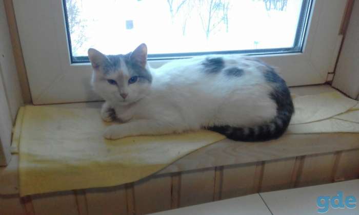 Котики в дар, фотография 2