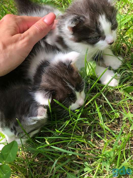 Котята в дар, фотография 4