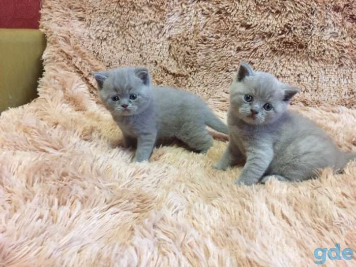 шотландские котята, фотография 2