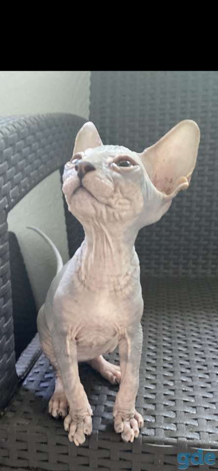 Котята Канадского Сфинкса, фотография 1