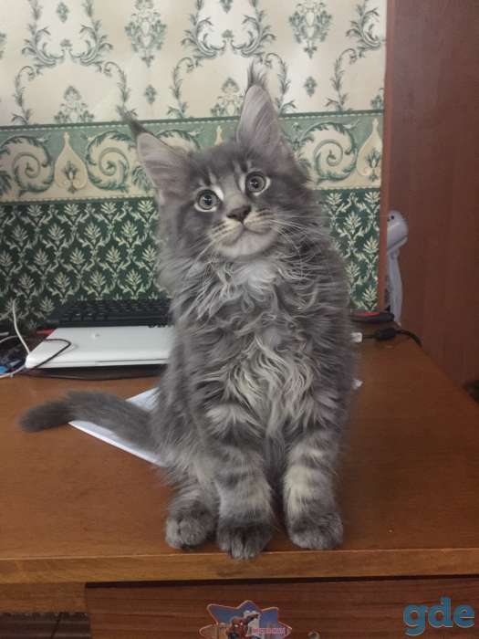 Породистые котята, фотография 2