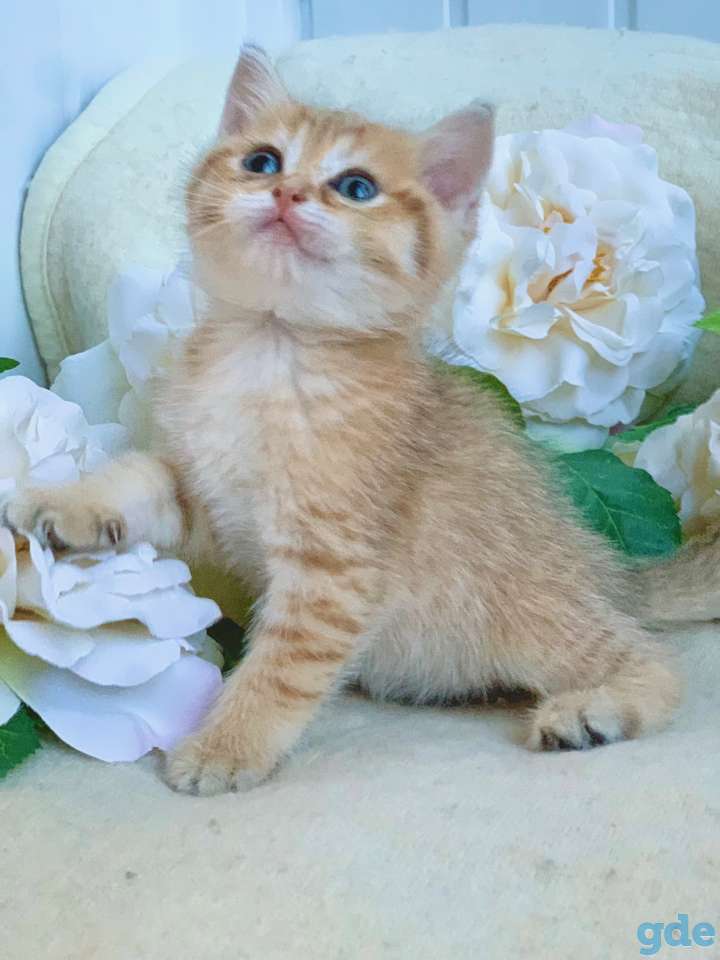 ЗОЛОТАЯ ШИНШИЛЛА шотландские котята, фотография 2