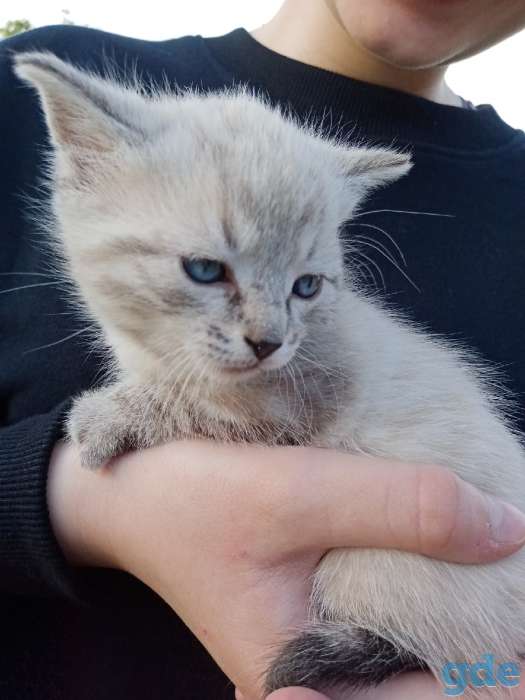 Котенок в добрые руки, фотография 3