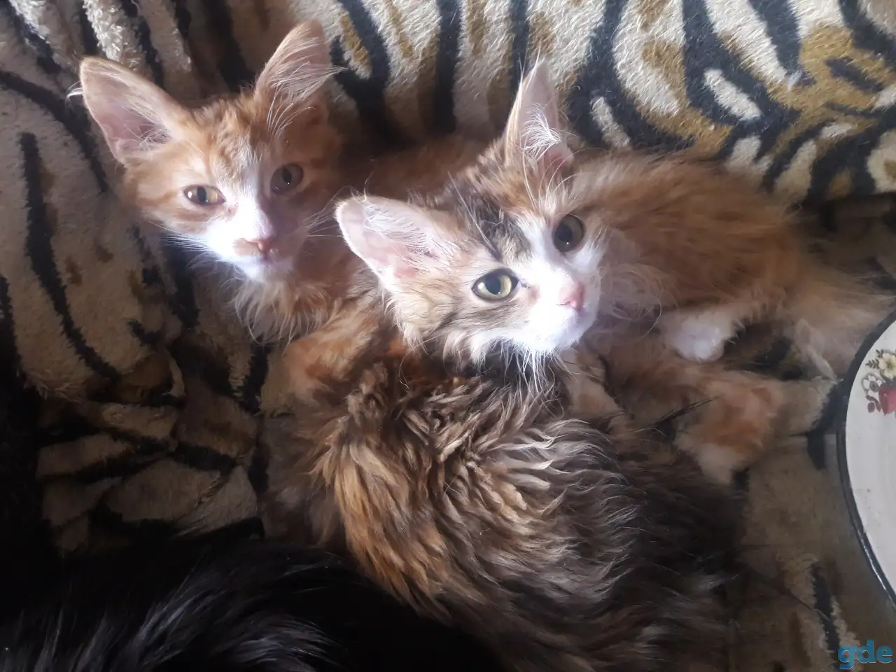 Котики, фотография 5