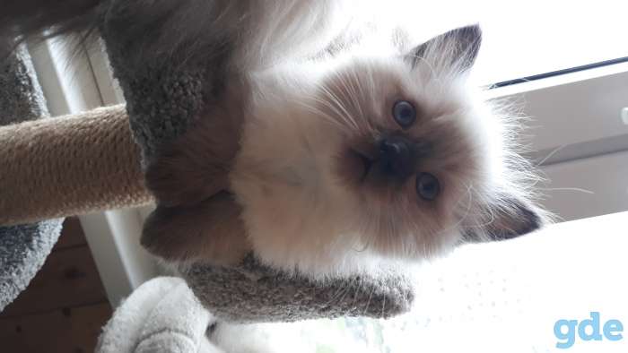 Рэгдолл котята, фотография 3