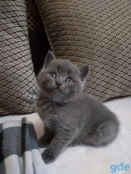 ШОТЛАНСКИЕ КОТЯТА, фотография 5