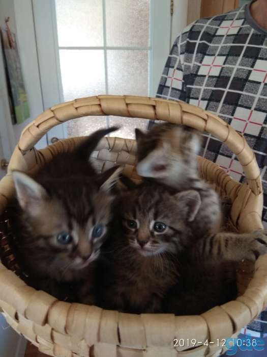 Котята в хорошие руки, фотография 1