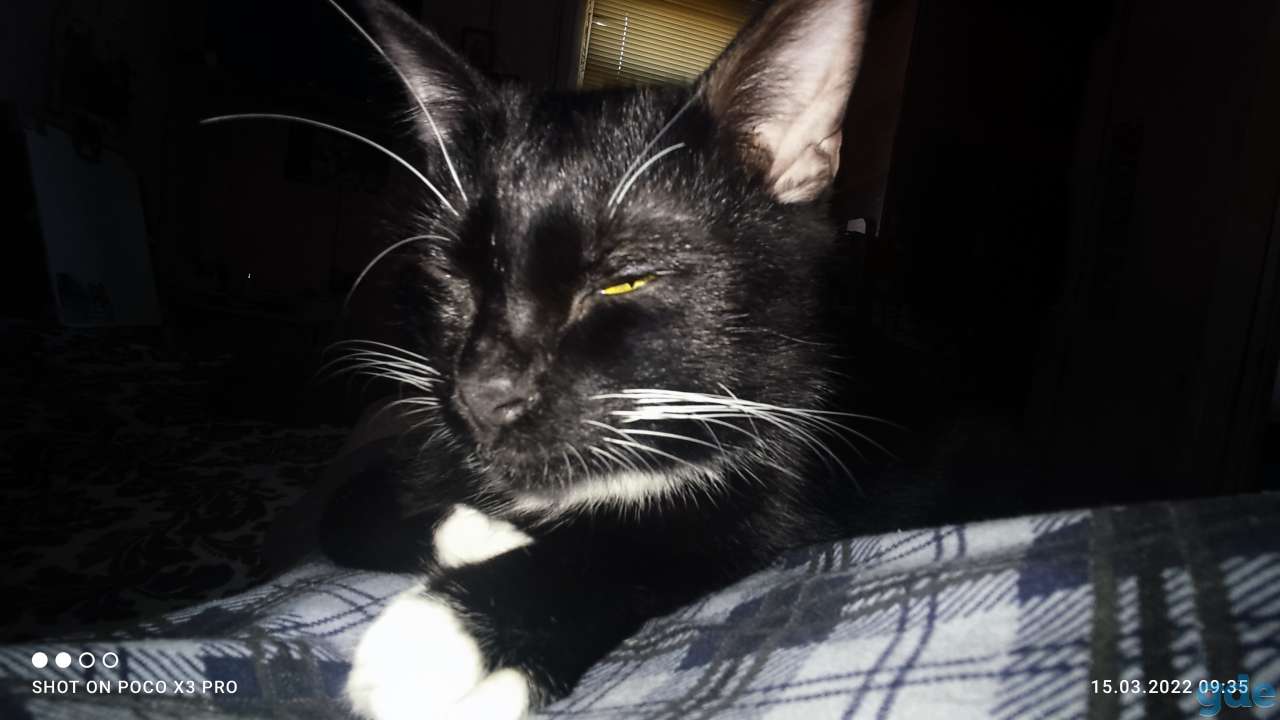 Котик, фотография 4
