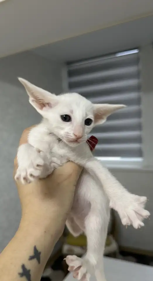 Ориентальный котенок, фотография 1