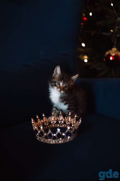 Котята мейн-кун, фотография 3
