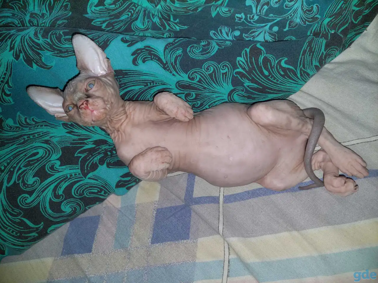 Продаются котята, фотография 6