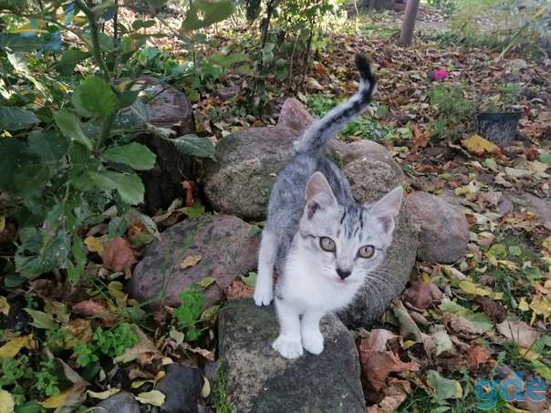 Котенок ищет дом, фотография 1
