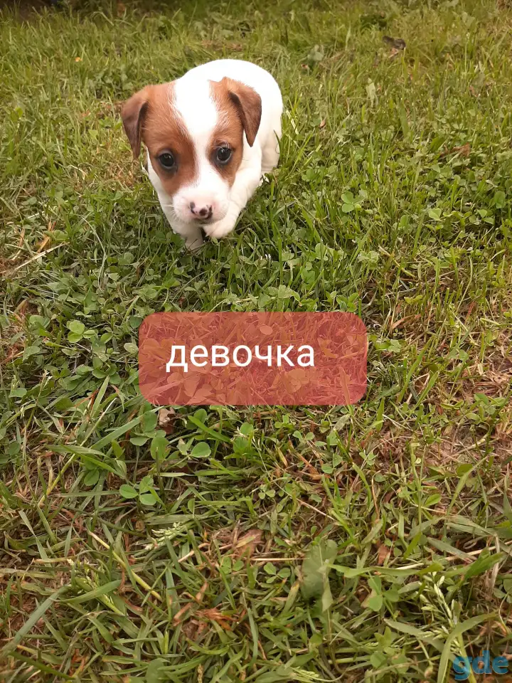 Щенки, фотография 3