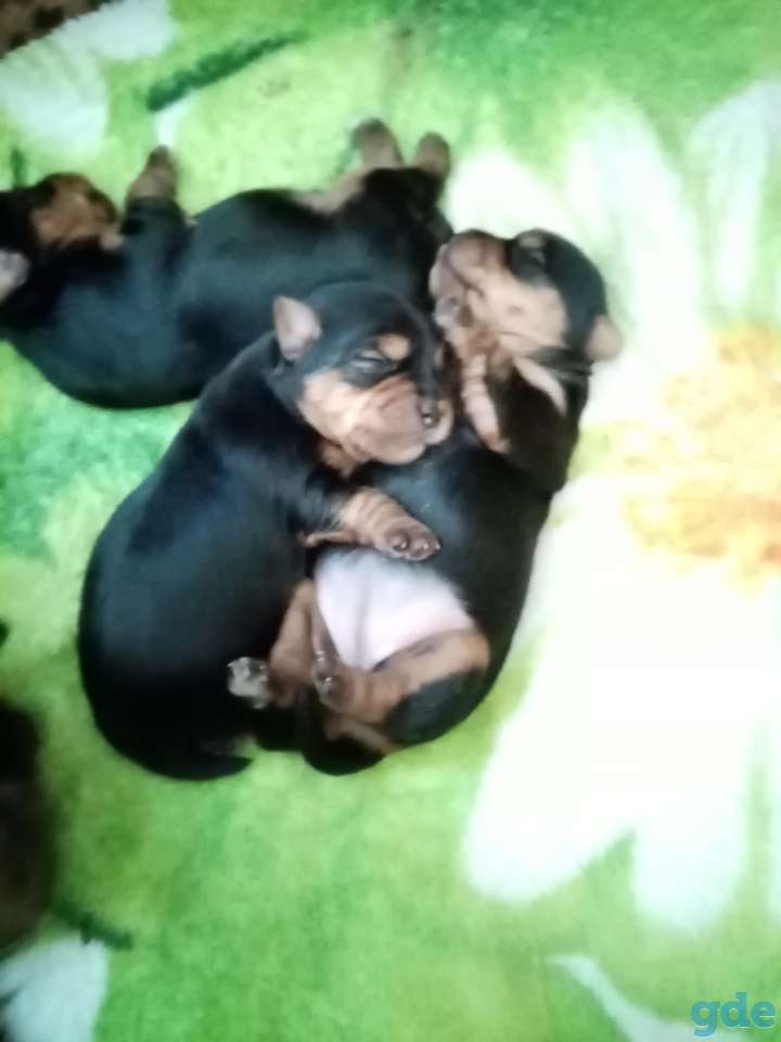 Продаются щенки, фотография 4
