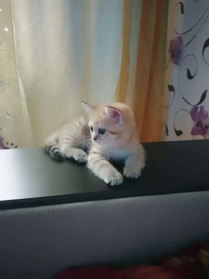 Котенок, фотография 2
