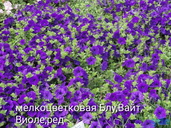 Петунья сеянцы и черенки, фотография 2