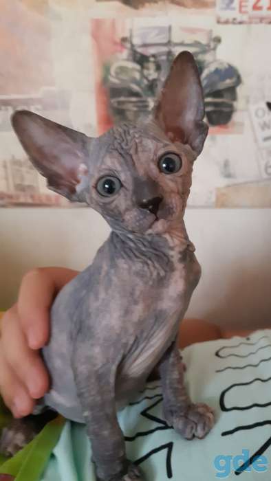 Кошки, фотография 1
