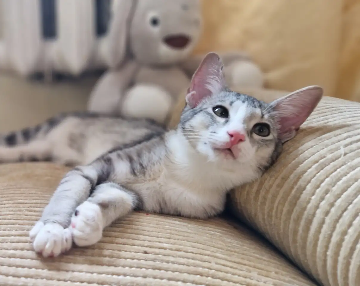Ориентальный котёнок кошечка, фотография 4