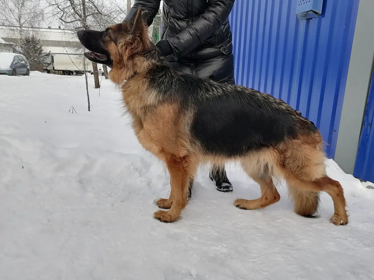 Щенки овчарки, фотография 3