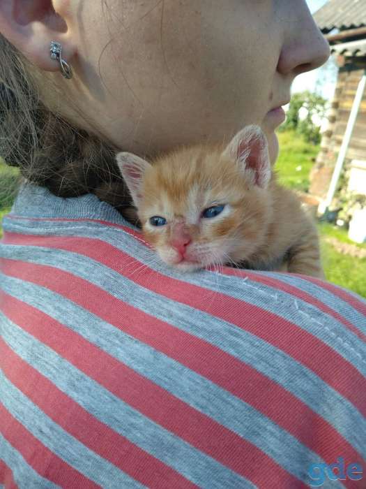Рыжый котенок, фотография 2
