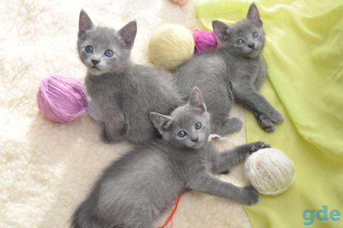 Котята русской голубой, фотография 1