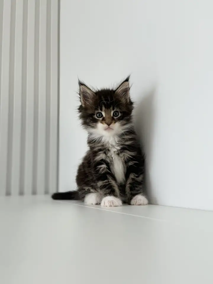 Очаровательный Котенок Мейн-Кун, фотография 1