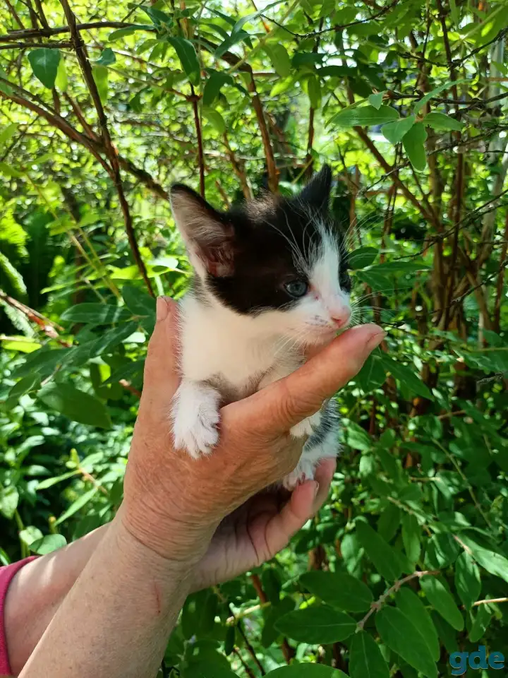 Котята, фотография 3